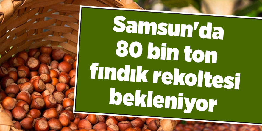 Samsun'da 80 bin ton fındık rekoltesi bekleniyor - samsun haber