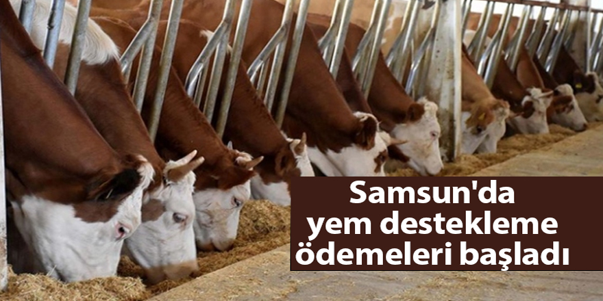 Samsun'da yem destekleme ödemeleri başladı - samsun haber