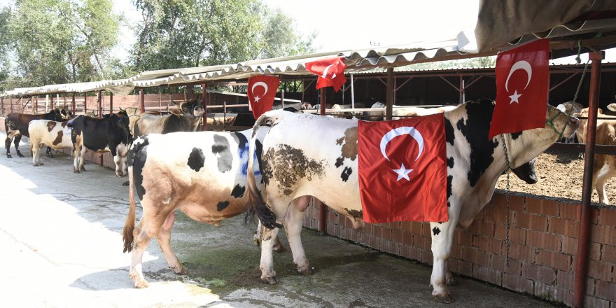 Tekkeköy'de her şehit için bir kurban kesilecek - samsun haber