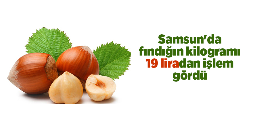 Samsun'da fındığın kilogramı 19 liradan işlem gördü - samsun haber