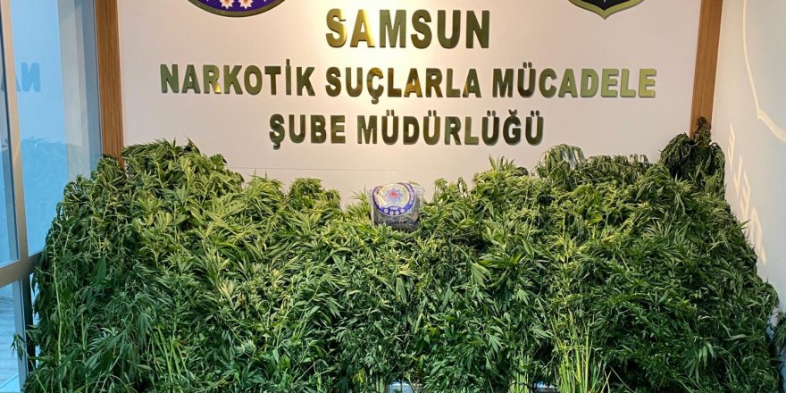 Samsun'da uyuşturucu operasyonu! 562 kök kenevir bitkisi ele geçirildi