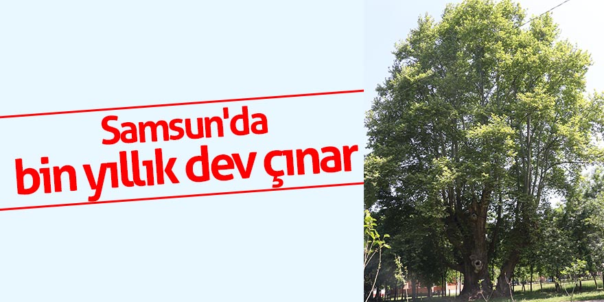 Samsun'da bin yıllık dev çınar