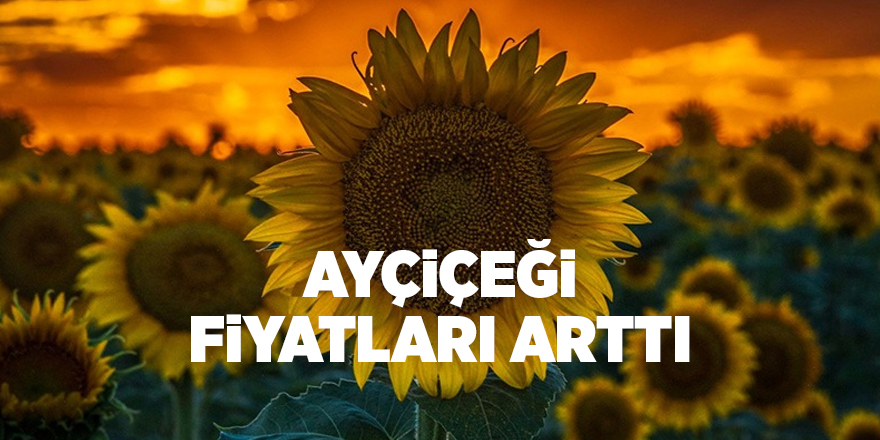 Ayçiçeği fiyatları arttı - samsun haber