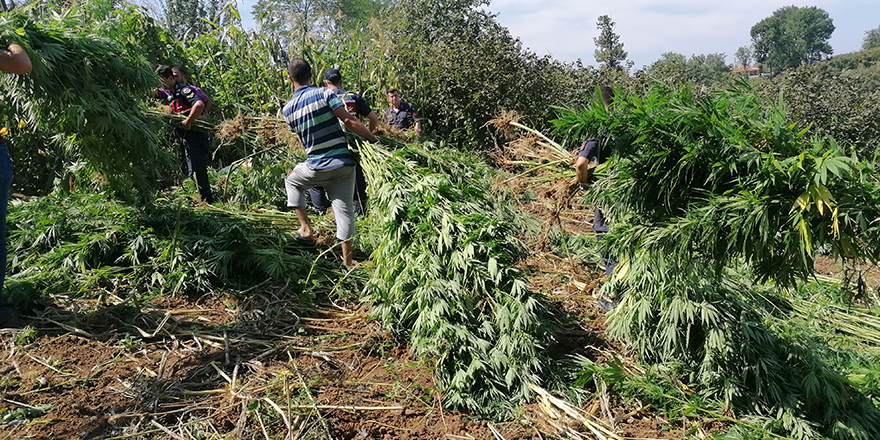 Samsun'da uyuşturucu operasyonu! 81 kilo esrar ele geçirildi - samsun haber