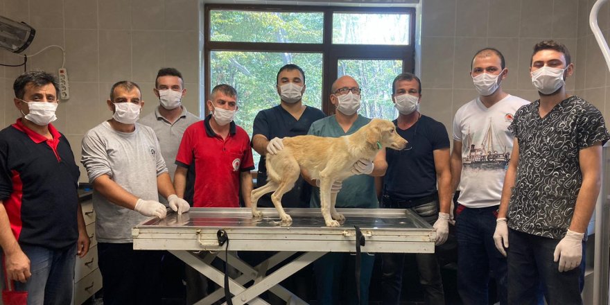 Samsun'da ayağı kırılan sokak köpeği sağlığına kavuştu - samsun haber