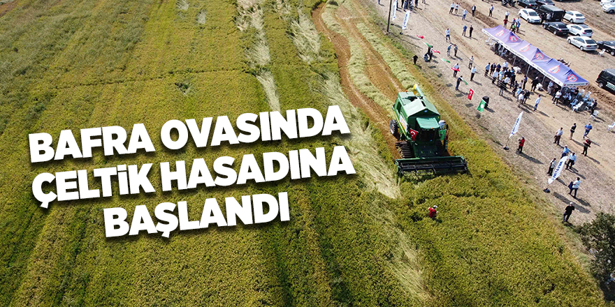 Bafra ovasında çeltik hasadına başlandı - samsun haber