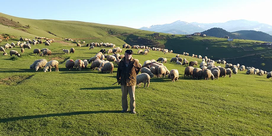 Ramazan’ı yaylada koyunları ile geçiriyorlar