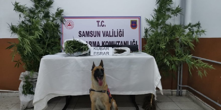 Samsun'da narkotik köpeği Ozon iş başında - samsun haber