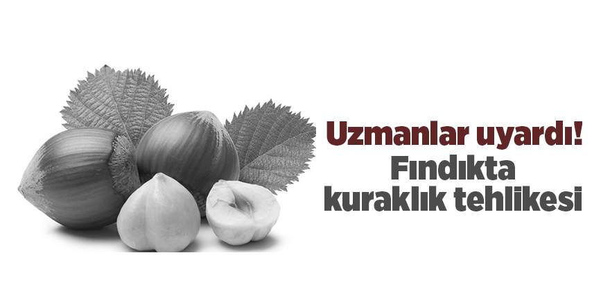 Uzmanlar uyardı! Fındıkta kuraklık tehlikesi - samsun haber