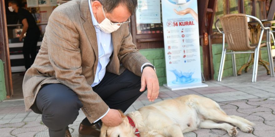 Samsun Büyükşehir sokak canlarını unutmuyor - samsun haber