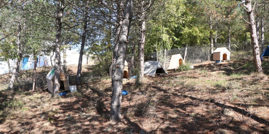 Kavak'ta sokak hayvanları için örnek proje - samsun haber