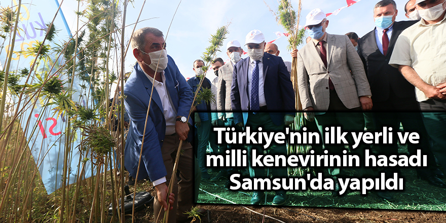 Türkiye'nin ilk yerli ve milli kenevirinin hasadı Samsun'da yapıldı - samsun haber