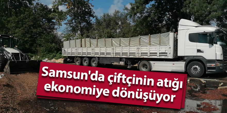 Samsun'da çiftçinin atığı ekonomiye dönüşüyor - samsun haber