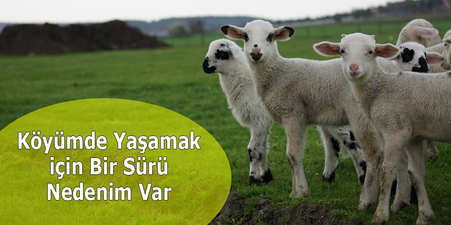 Köyümde Yaşamak için Bir Sürü Nedenim Var