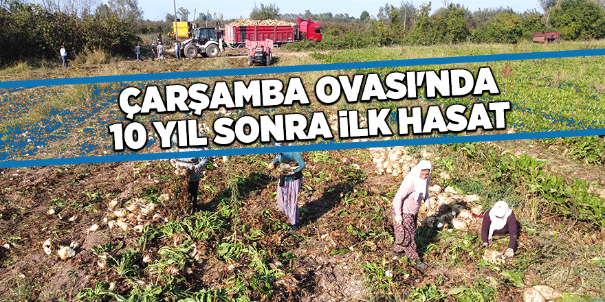 Çarşamba'da şeker pancarı hasadı başladı - samsun haber