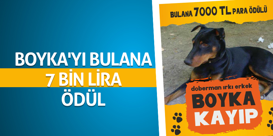 Köpeğini bulana 7 bin lira ödül verecek