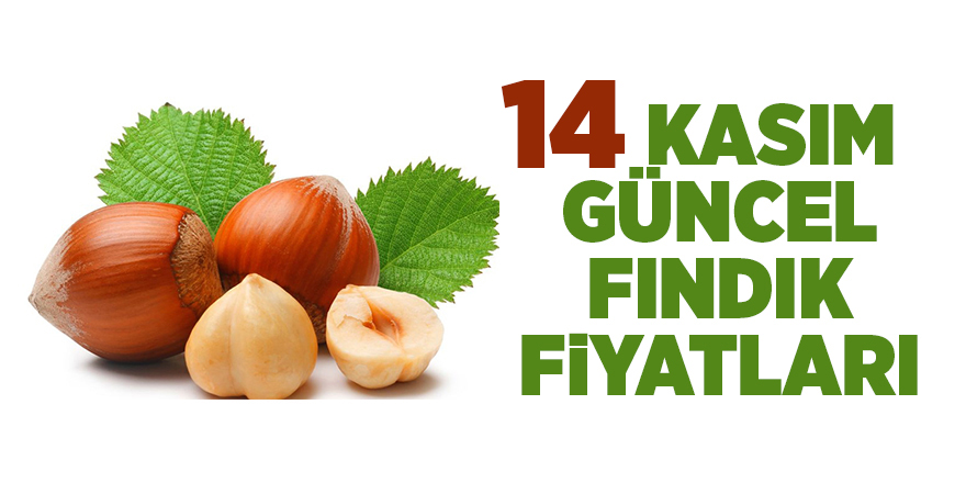 14 Kasım güncel fındık fiyatları - samsun haber