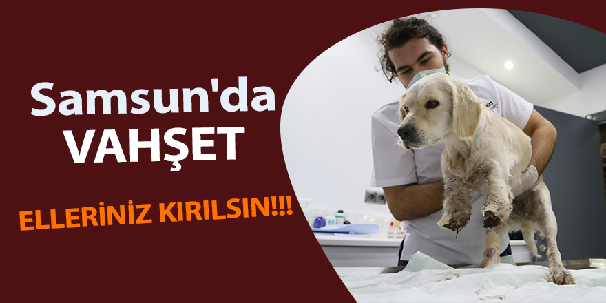 Köpeğin bacaklarını kestiler - samsun haber