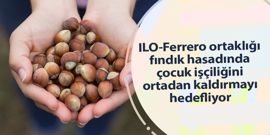 ILO-Ferrero ortaklığı fındık hasadında çocuk işçiliğini ortadan kaldırmayı hedefliyor