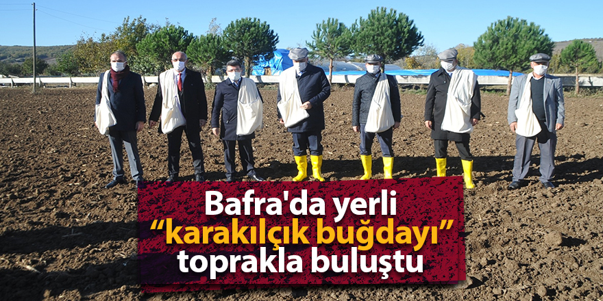 Bafra'da yerli “karakılçık buğdayı” toprakla buluştu - samsun haber