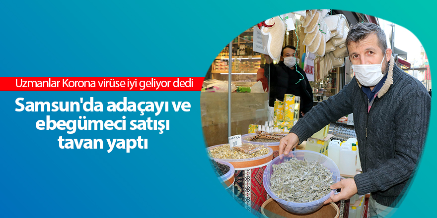 Samsun'da adaçayı ve ebegümeci satışı tavan yaptı - samsun haber