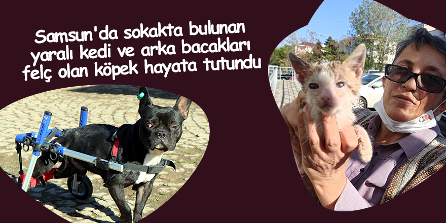 Samsun'da sokakta bulunan yaralı kedi ve arka bacakları felç olan köpek hayata tutundu