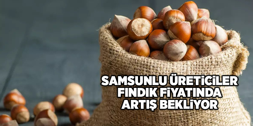 Samsunlu üreticiler fındık fiyatında artış bekliyor - samsun haber