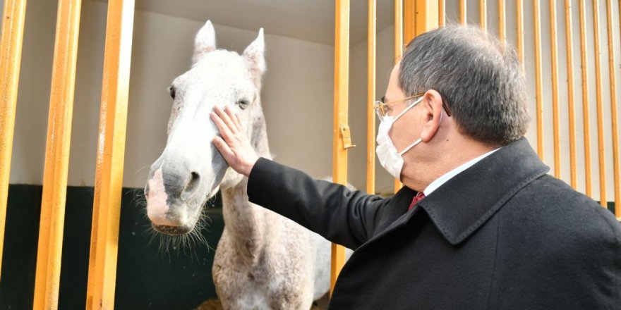 Karadeniz’in en büyük binicilik tesisi yenilenecek - samsun haber