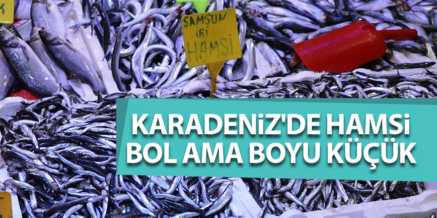 Karadeniz'de hamsi bol ama boyu küçük - samsun haber