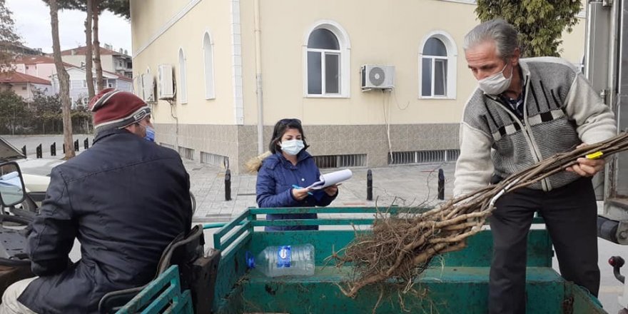 Samsun'da kapama ceviz bahçeleri artıyor - samsun haber