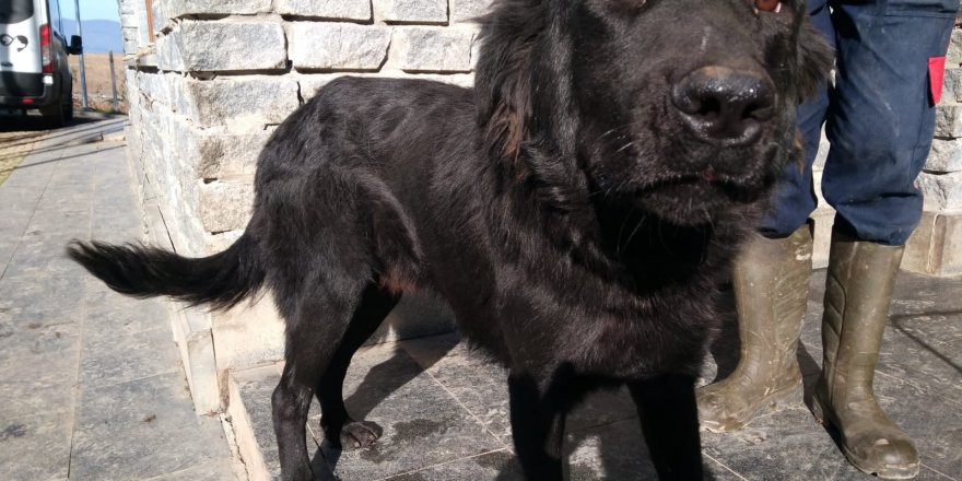 Samsun'da yaralı köpekler sağlıklarına kavuştu - samsun haber