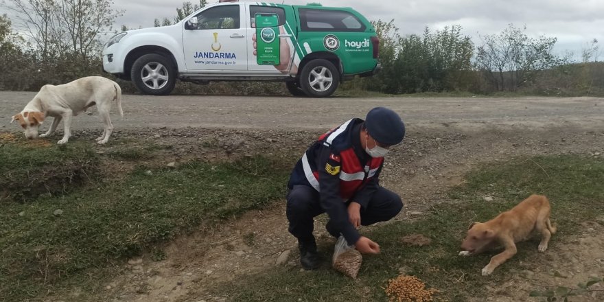 Samsun'da jandarma sokak hayvanlarını unutmadı - samsun haber