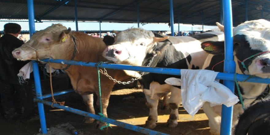 Samsun'da hayvan pazarları kapatıldı - samsun haber