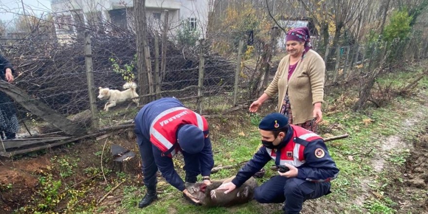 Samsun'da yaralı karacanın imdadına jandarma yetişti - samsun haber