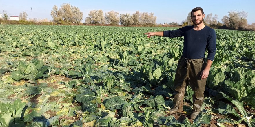 Samsun'da çiftçinin emeğini tarladan çaldılar - samsun haber