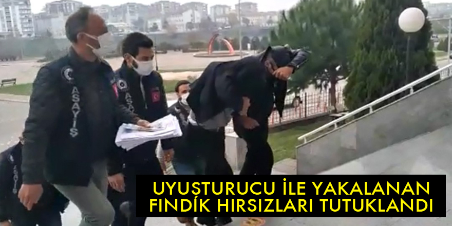 Fındık hırsızları tutuklandı - samsun haber