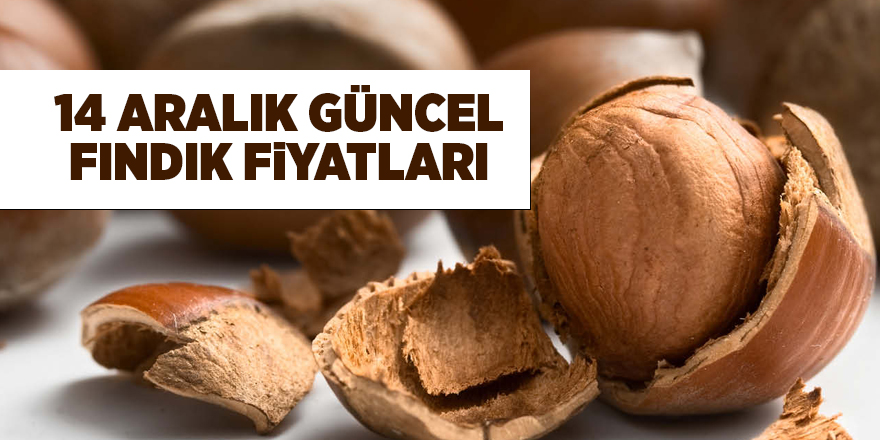 14 Aralık  güncel fındık fiyatları - samsun haber