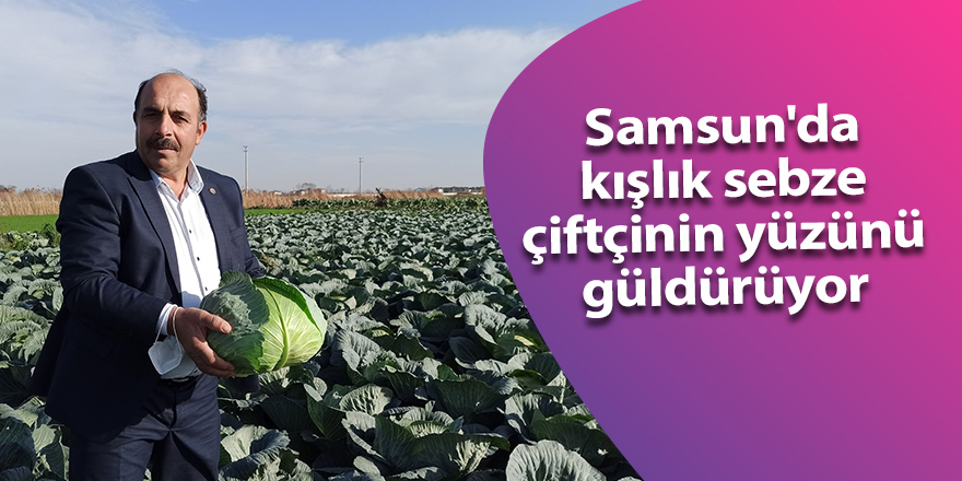 Samsun'da kışlık sebze çiftçinin yüzünü güldürüyor - samsun haber