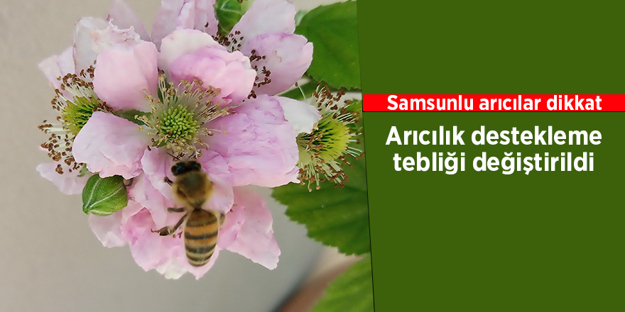 Arıcılık destekleme tebliği değiştirildi - samsun haber