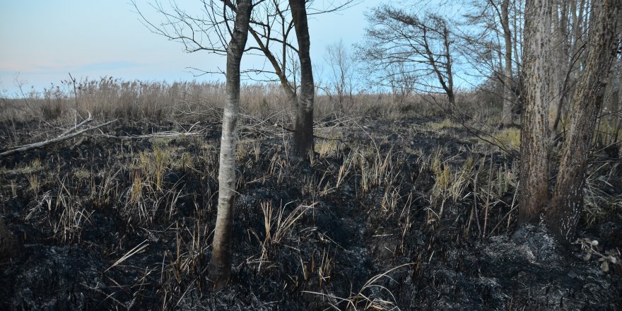 Samsun'da sazlık yangını 4 gün sonra kontrol altına alındı - samsun haber