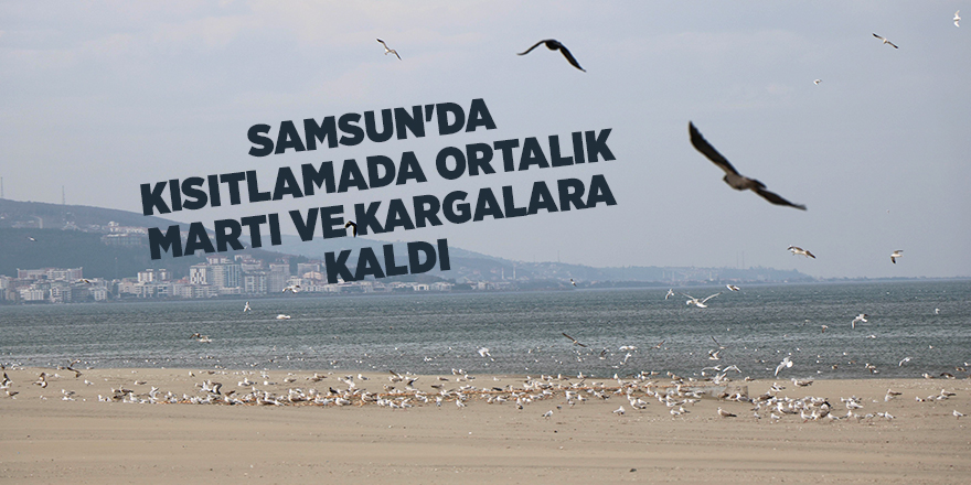 Samsun'da kısıtlamada ortalık martı ve kargalara kaldı - samsun haber