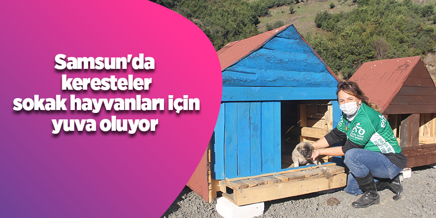 Samsun'da  keresteler sokak hayvanları için yuva oluyor - samsun haber