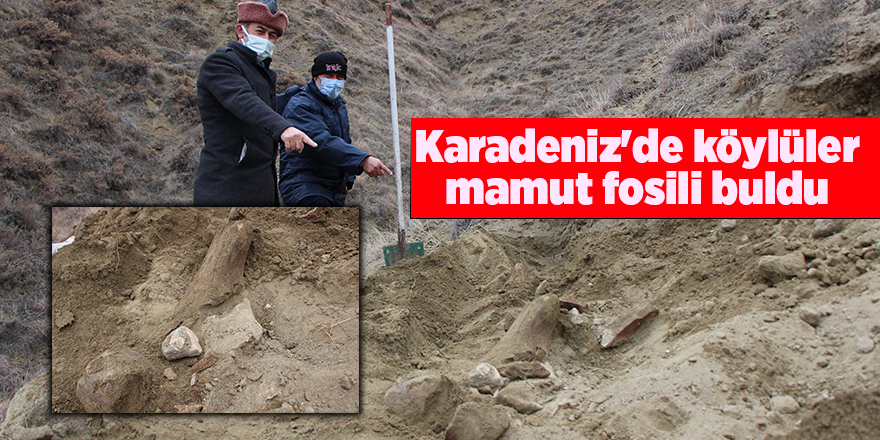 Karadeniz'de köylüler mamut fosili buldu - samsun haber