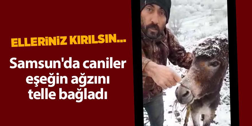 Samsun'da caniler eşeğin ağzını telle bağladı - samsun haber