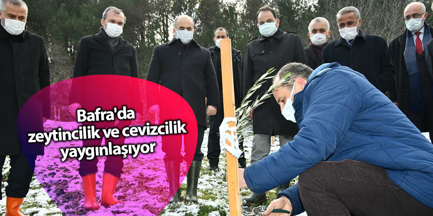 Bafra'da zeytincilik ve cevizcilik yaygınlaşıyor - samsun haber