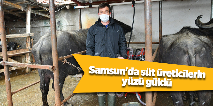 Samsun'da süt üreticilerin yüzü güldü - samsun haber