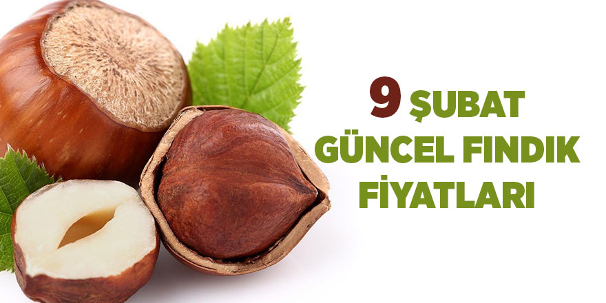 9 Şubat güncel fındık fiyatları - samsun haber