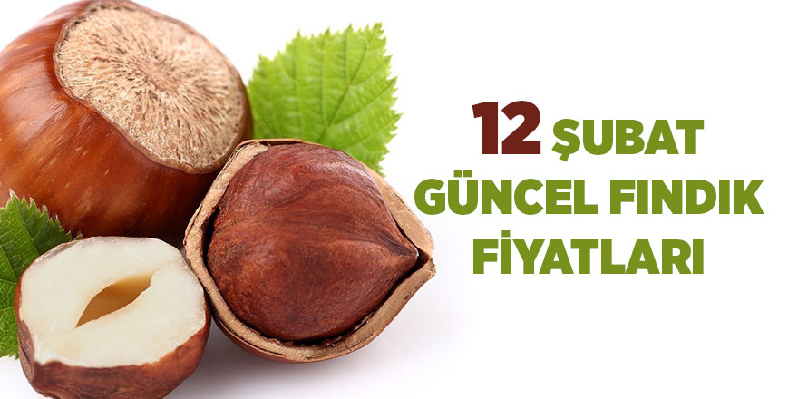 12 Şubat güncel fındık fiyatları - samsun haber