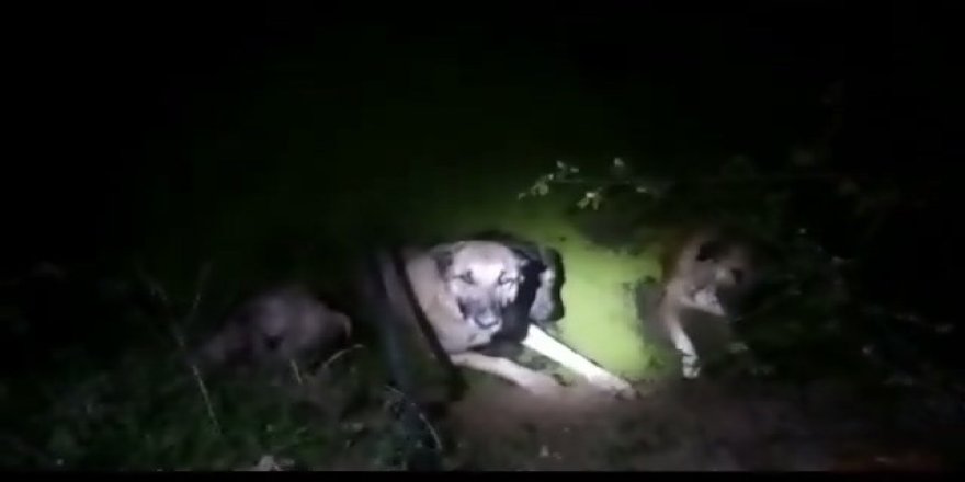 Samsun'da 4 köpeği boğulmaktan kurtaran polis ve bekçiye ödül - samsun haber