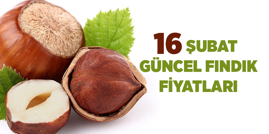 16 Şubat güncel fındık fiyatları - samsun haber